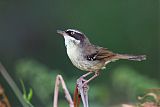 White-browed Scrubwrenborder=